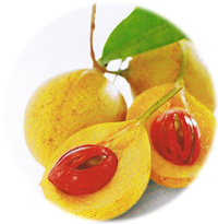 Nutmeg