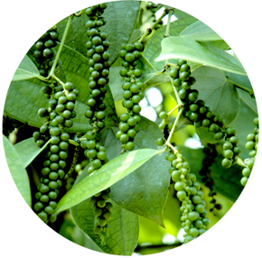 Subhakara 