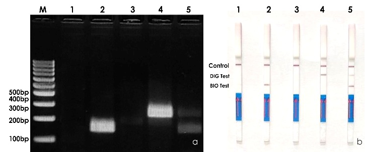 Diagnostics for pathogens infecting spices