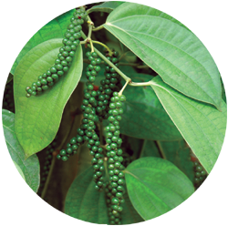 Panchami 