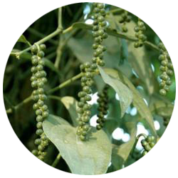 IISR-Shakthi