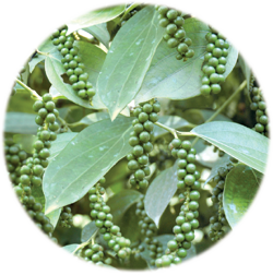 Sreekara