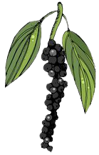 Black Pepper